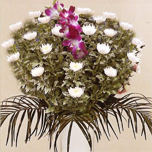 菊